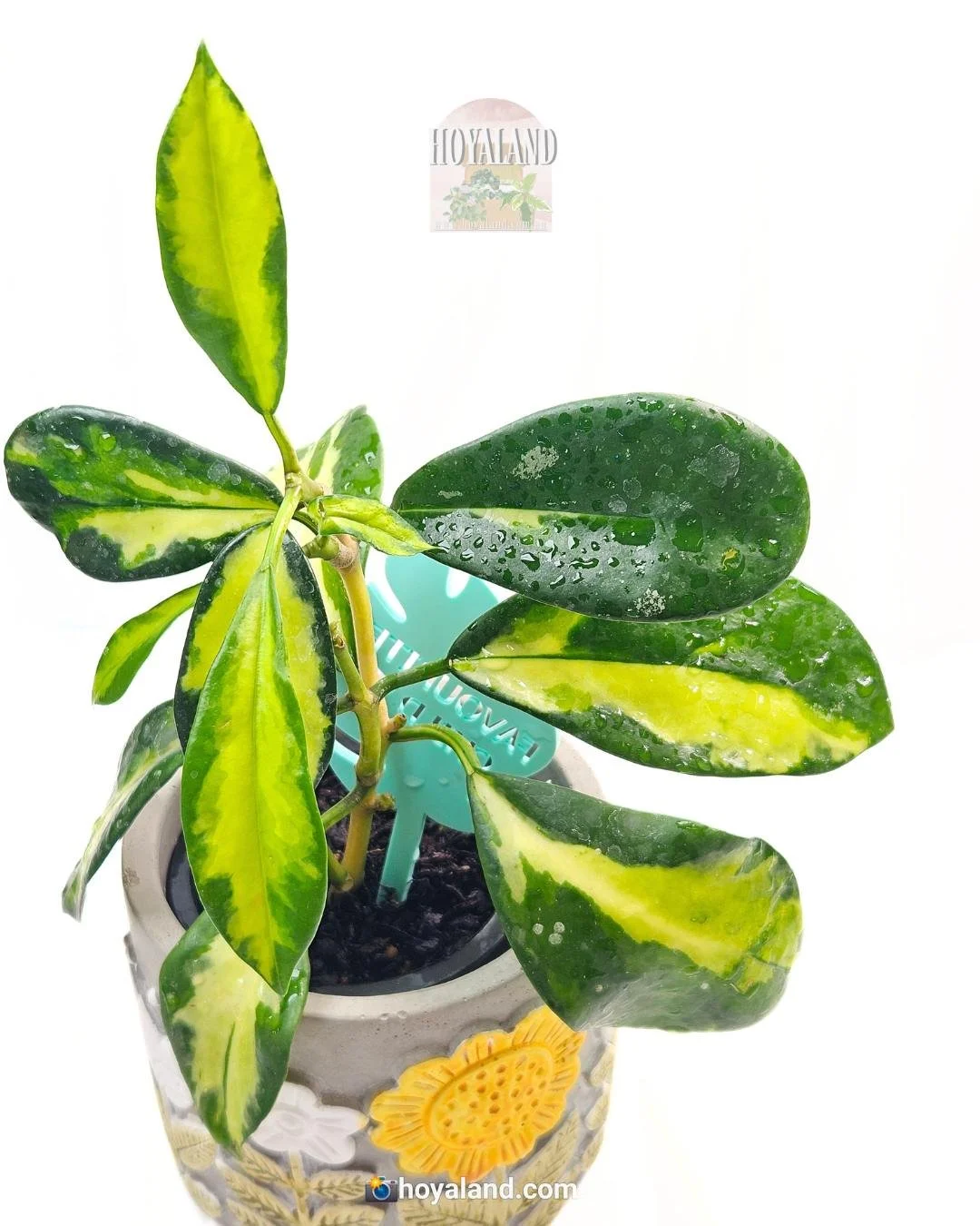 1018 ＊ ホヤ ＊Hoya ＊ diversifolia′Maharani′ Hoya Diversifolia Maharani Variegated Rare Tropical Plant - Etsy